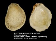 PLIOCENE-TAMIAMI FORMATION Ctenoides scabra